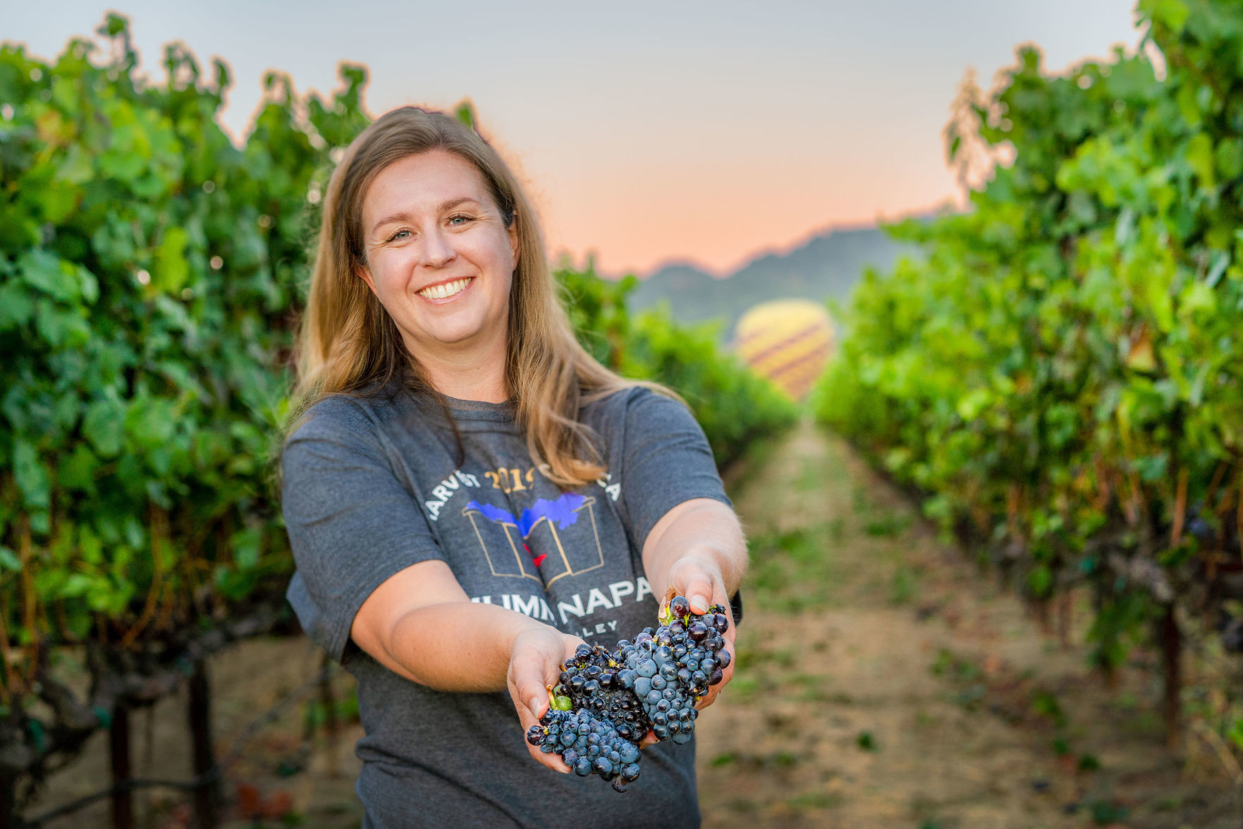 Napa Valley grape harvest 2019